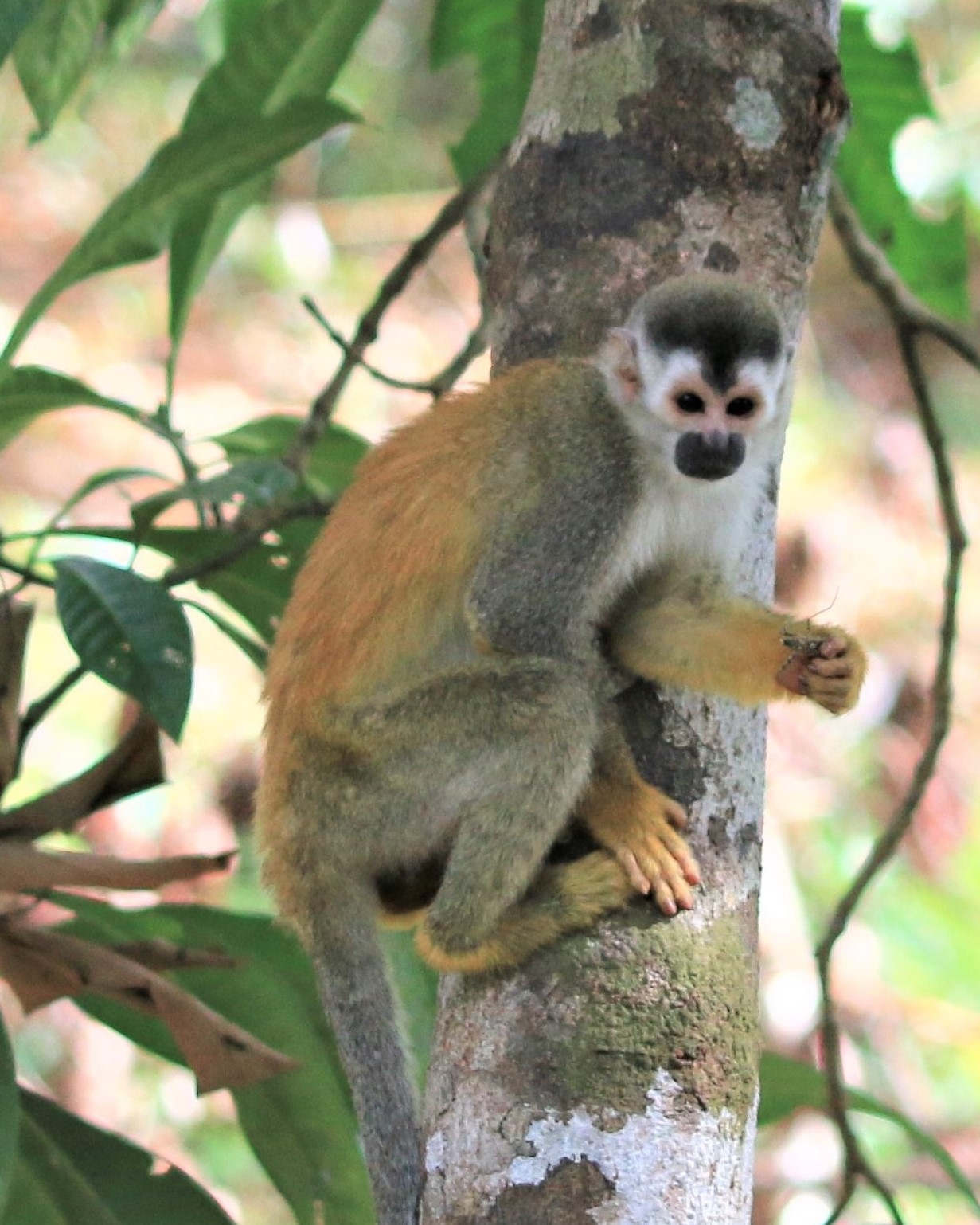 Costa Rica